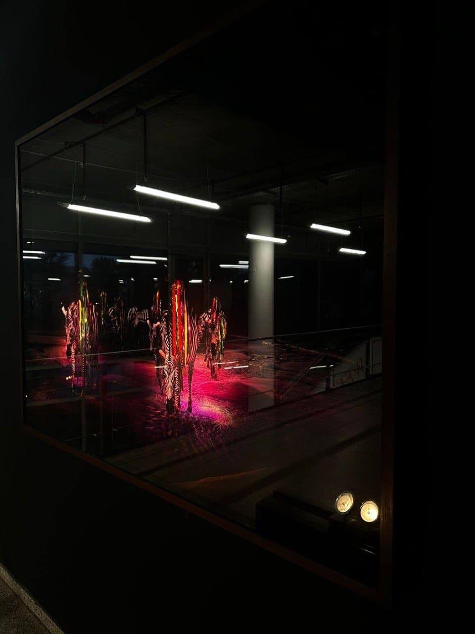 Beleuchtetes Zebra-Kunstwerk hinter Glas in einem dunklen Galerieraum